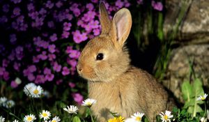 Превью обои кролик, цветы, малыш, тень, трава