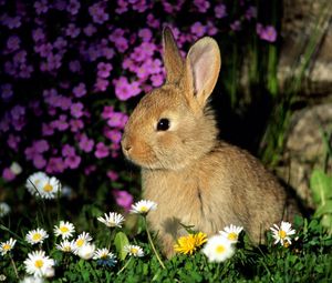 Превью обои кролик, цветы, малыш, тень, трава