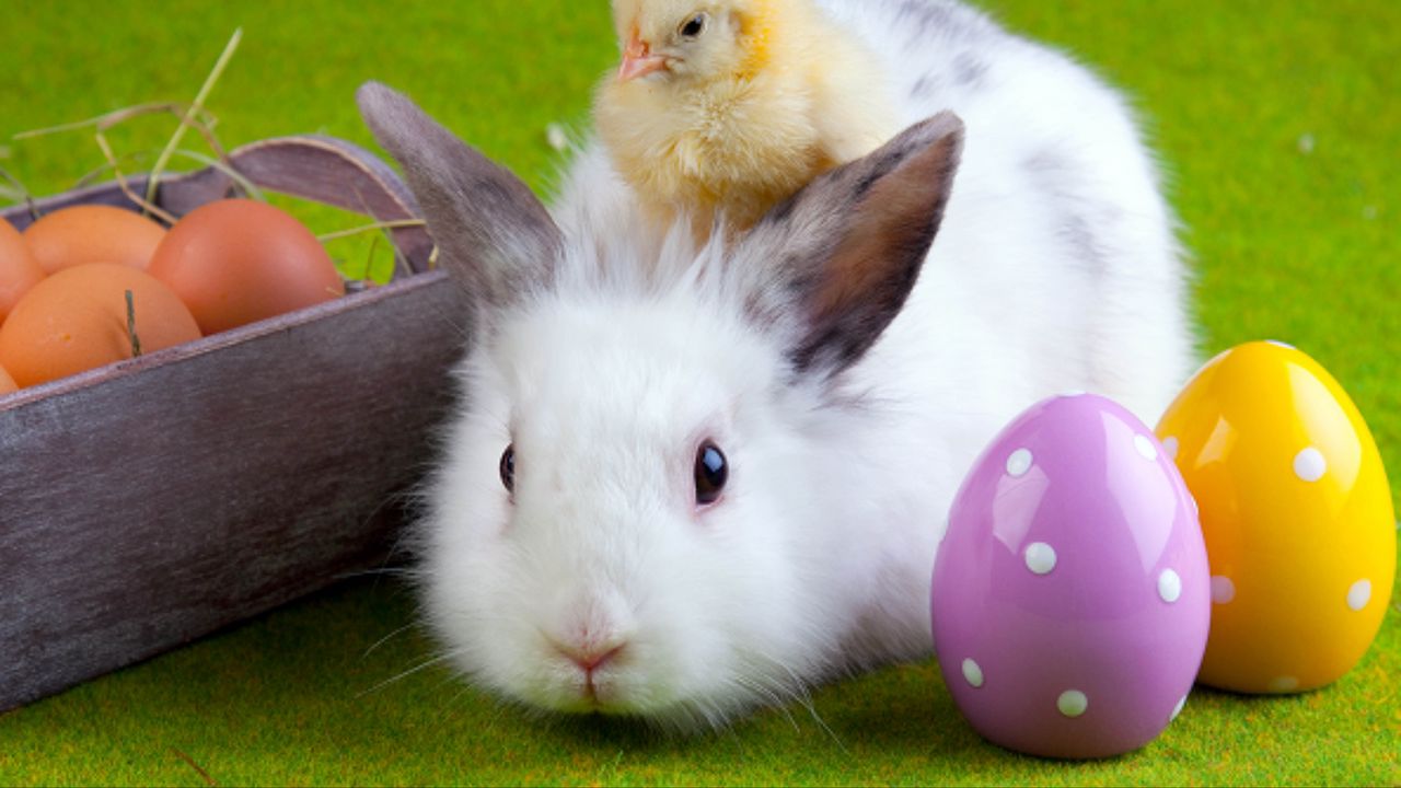 Обои кролик, цыплёнок, яйца, пасха, дружба