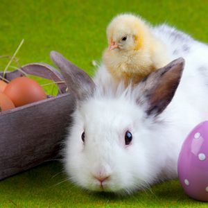 Превью обои кролик, цыплёнок, яйца, пасха, дружба