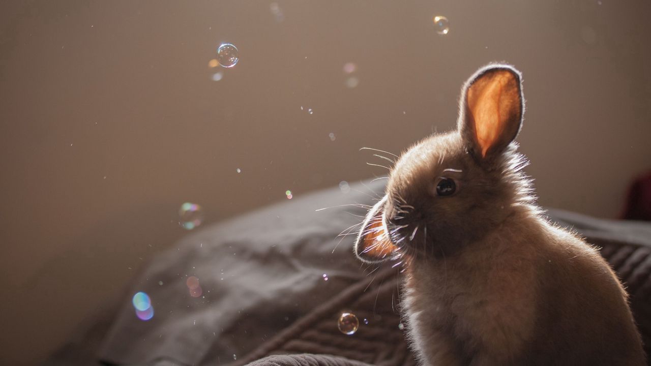 Обои кролик, уши, мыльные пузыри