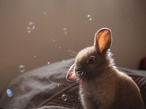 Превью обои кролик, уши, мыльные пузыри