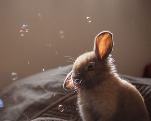 Превью обои кролик, уши, мыльные пузыри