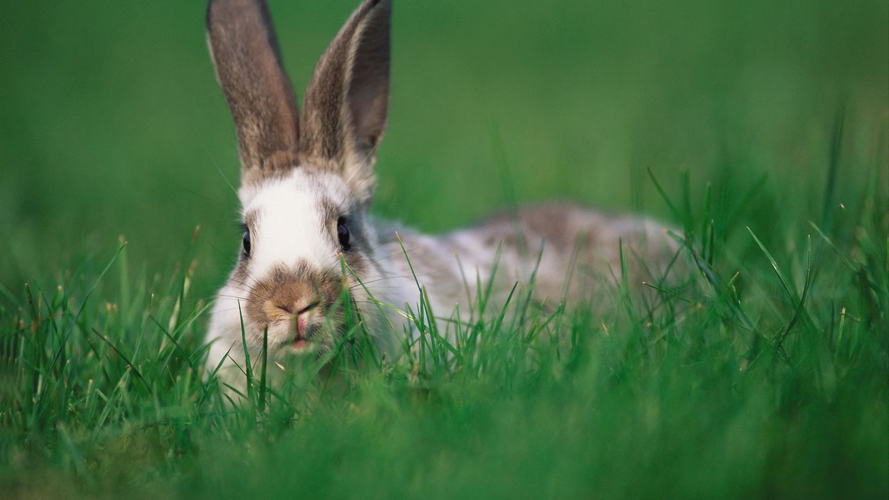 Обои кролик, уши, трава, прятки
