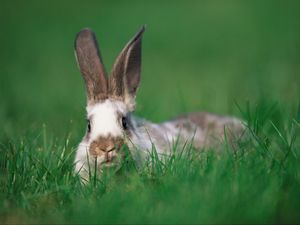 Превью обои кролик, уши, трава, прятки