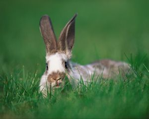 Превью обои кролик, уши, трава, прятки