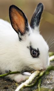 Превью обои кролик, уши, ветки, шерсть, животное, размытие
