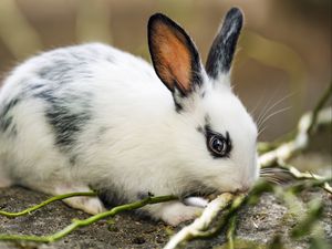 Превью обои кролик, уши, ветки, шерсть, животное, размытие