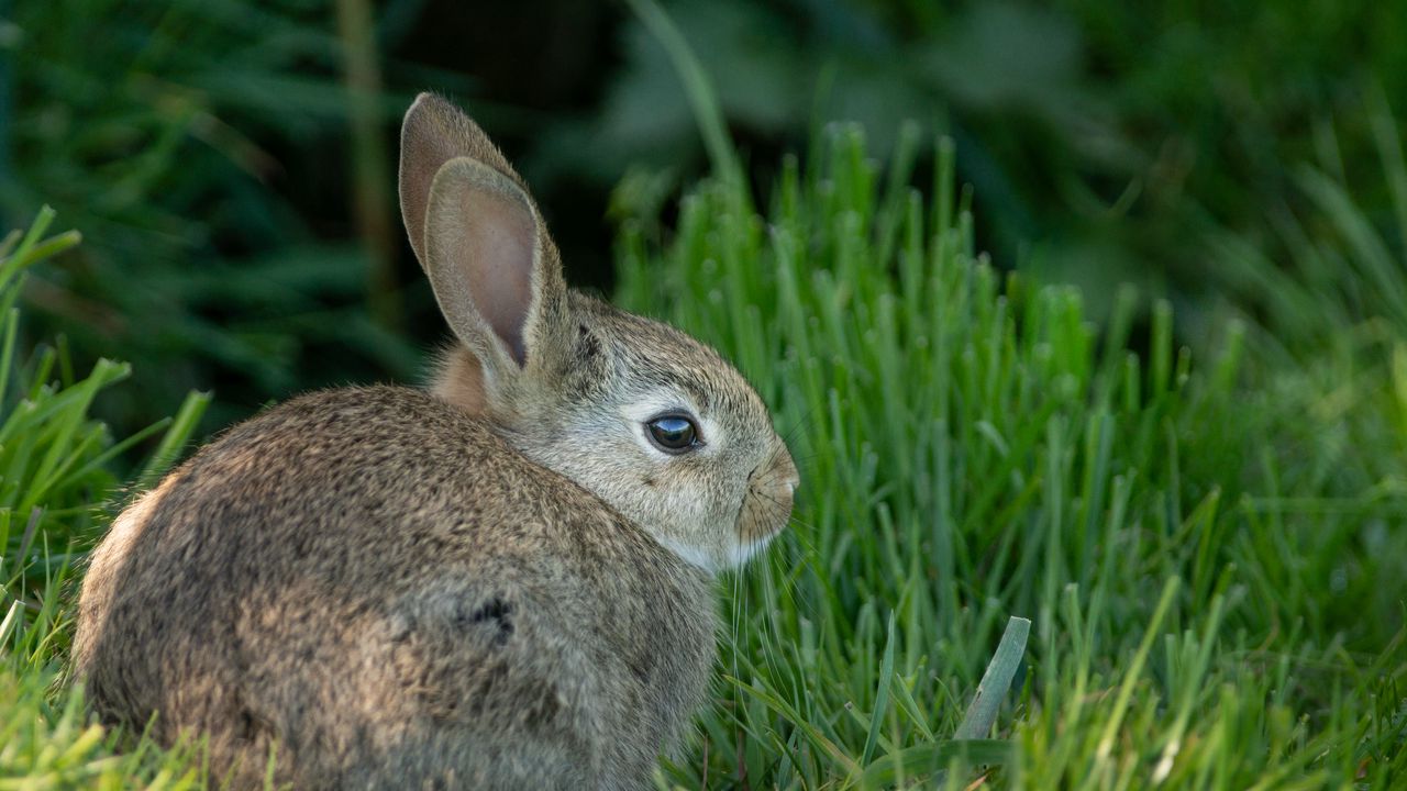 Обои кролик, уши, животное, трава, милый