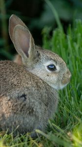 Превью обои кролик, уши, животное, трава, милый