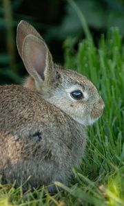 Превью обои кролик, уши, животное, трава, милый