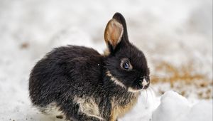 Превью обои кролик, ушки, милый, снег