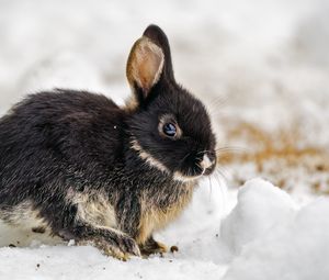 Превью обои кролик, ушки, милый, снег