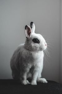 Превью обои кролик, заяц, белый