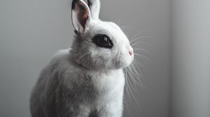 Превью обои кролик, заяц, белый