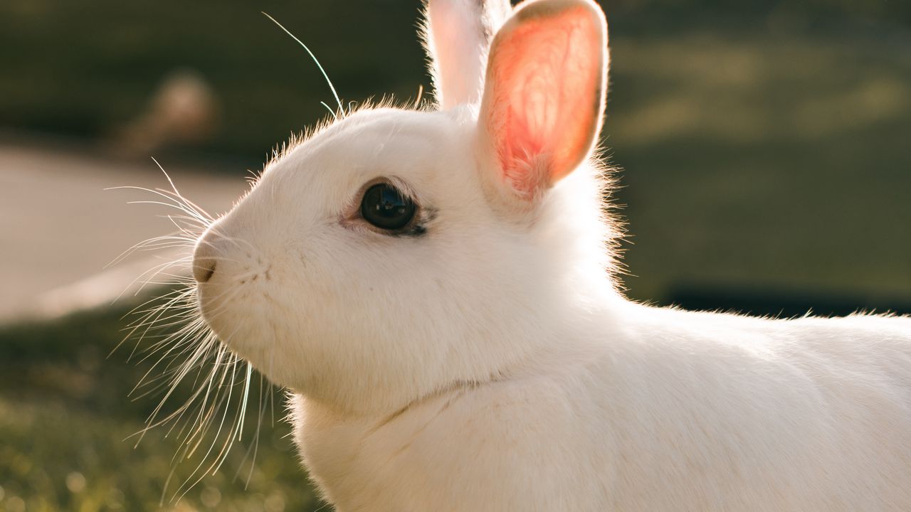 Обои кролик, заяц, белый, профиль