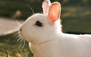 Превью обои кролик, заяц, белый, профиль