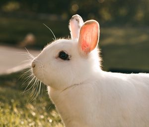 Превью обои кролик, заяц, белый, профиль