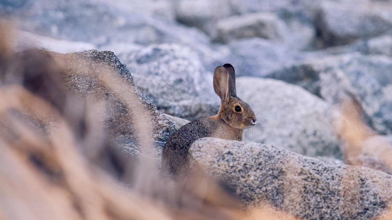 Обои кролик, заяц, профиль, животное, камни