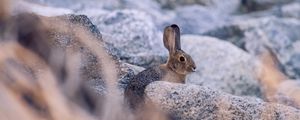 Превью обои кролик, заяц, профиль, животное, камни