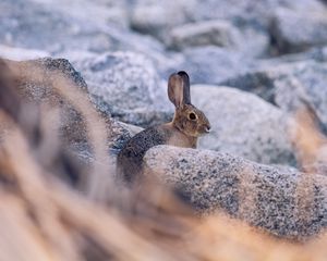 Превью обои кролик, заяц, профиль, животное, камни