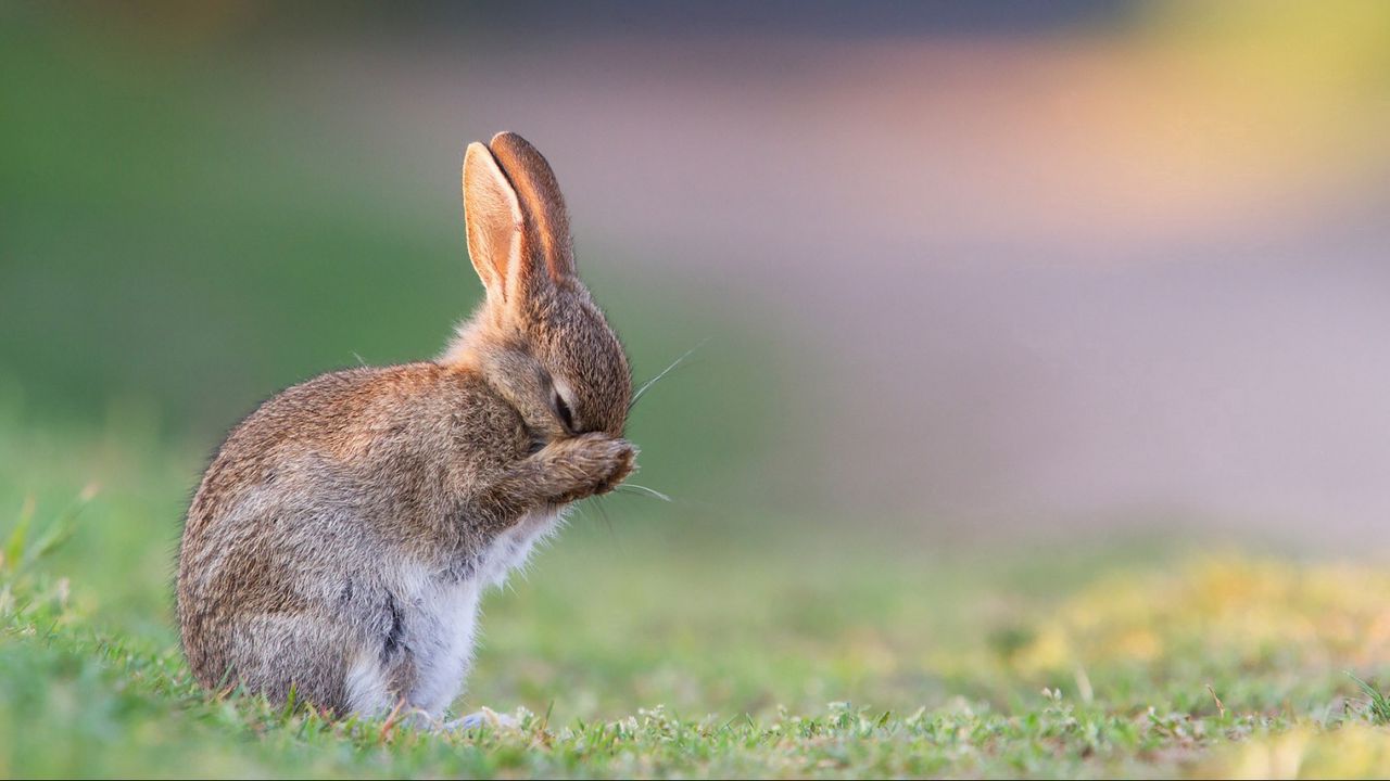 Обои кролик, заяц, трава, грусть, страх