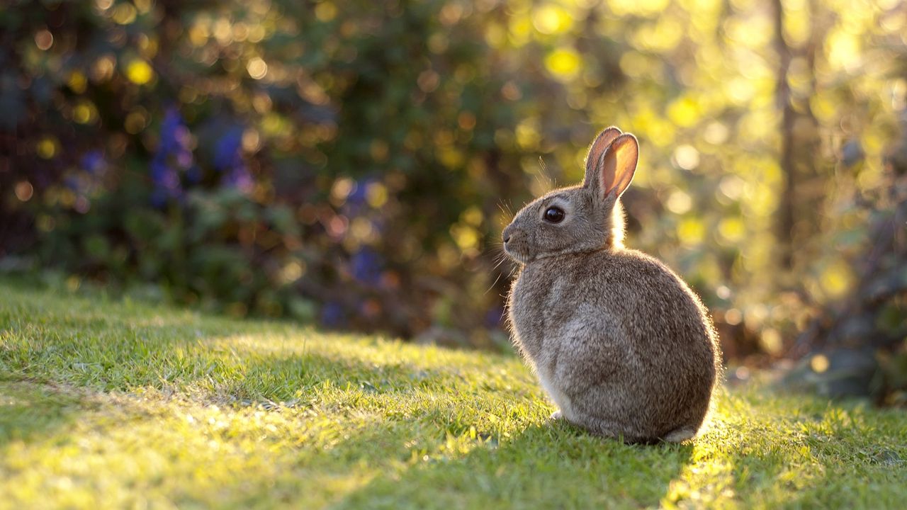Обои кролик, заяц, трава, солнечный свет