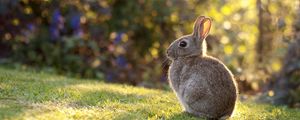Превью обои кролик, заяц, трава, солнечный свет