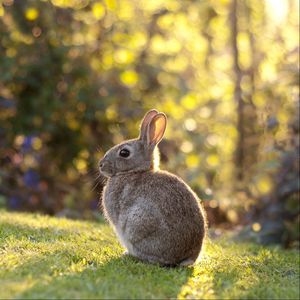 Превью обои кролик, заяц, трава, солнечный свет