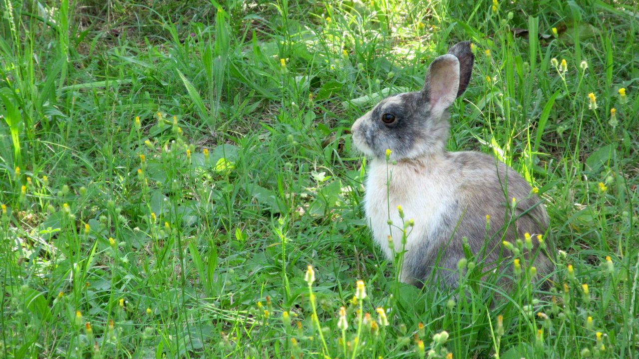 Обои кролик, заяц, трава, сидеть