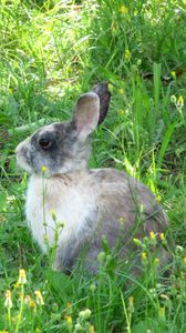 Превью обои кролик, заяц, трава, сидеть