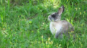 Превью обои кролик, заяц, трава, сидеть
