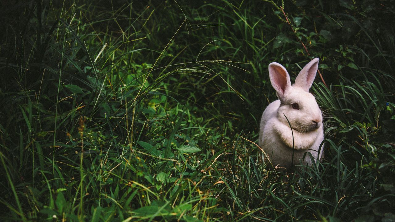 Обои кролик, заяц, трава