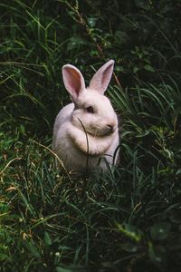 Превью обои кролик, заяц, трава