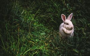 Превью обои кролик, заяц, трава