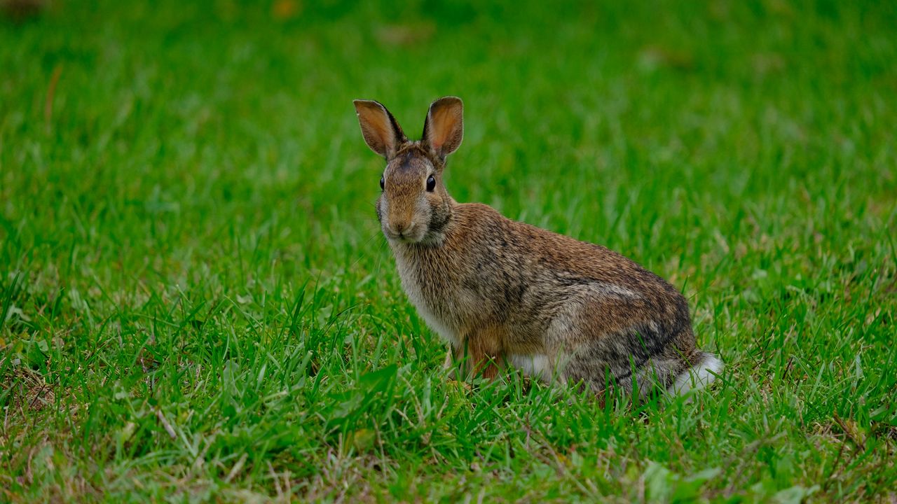 Обои кролик, заяц, трава, животное