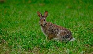 Превью обои кролик, заяц, трава, животное