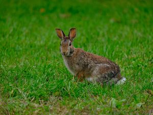 Превью обои кролик, заяц, трава, животное