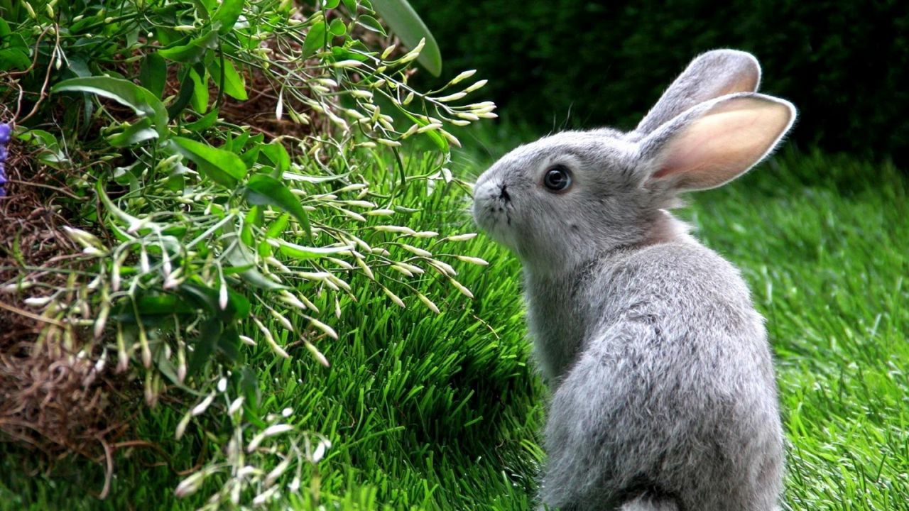 Обои кролик, заяц, трава, лазать