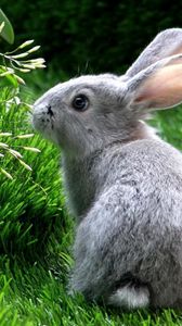 Превью обои кролик, заяц, трава, лазать