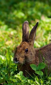Превью обои кролик, заяц, трава, лежать, прятаться