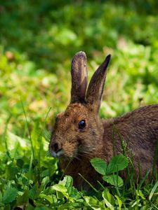 Превью обои кролик, заяц, трава, лежать, прятаться