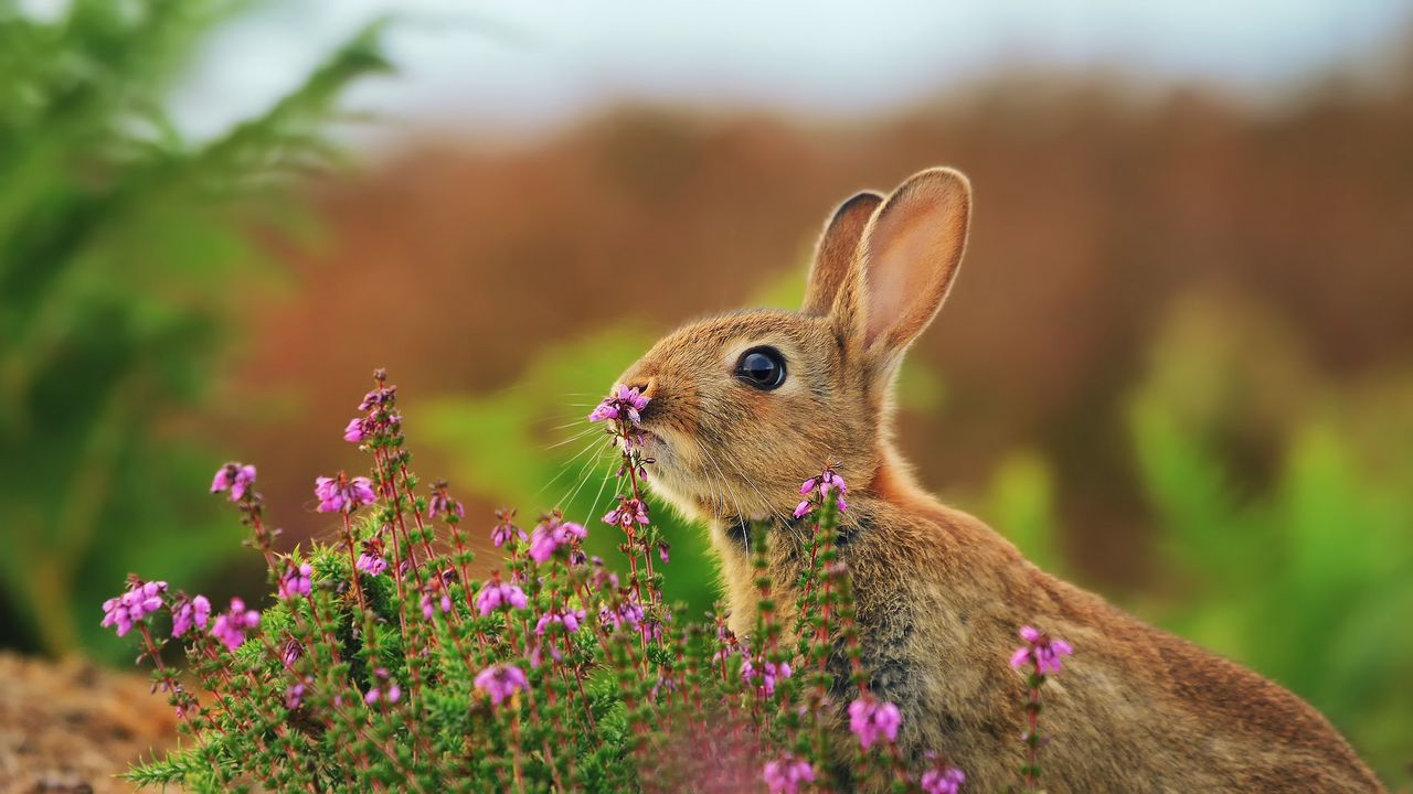 Обои кролик, заяц, трава, цветы, размытости