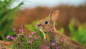 Превью обои кролик, заяц, трава, цветы, размытости
