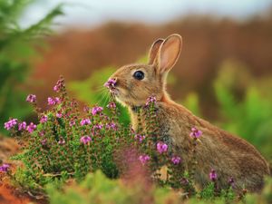 Превью обои кролик, заяц, трава, цветы, размытости