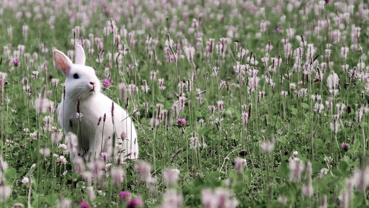 Обои кролик, заяц, трава, цветы