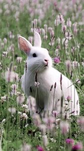 Превью обои кролик, заяц, трава, цветы