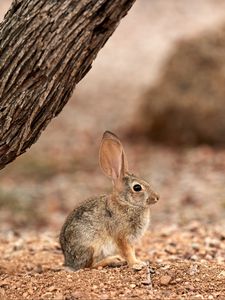 Превью обои кролик, заяц, уши, пушистый, дерево