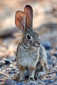 Превью обои кролик, заяц, взгляд, уши, животное
