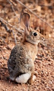 Превью обои кролик, заяц, животное, уши, милый